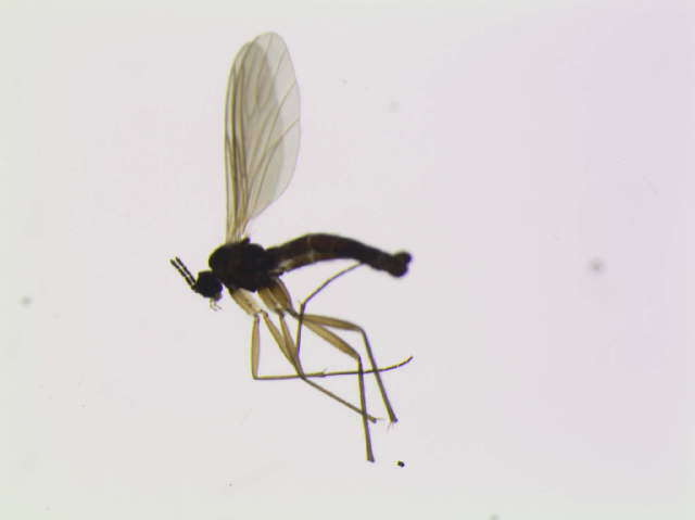 Image of Corynoptera hypopygialis (Lengersdorf 1926)