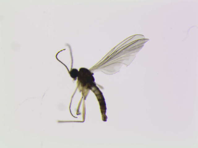 Image of Corynoptera blanda (Winnertz 1867)