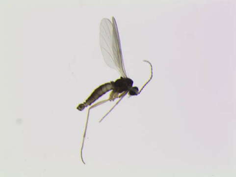 Image of Corynoptera subvariegata Rudzinski 1991