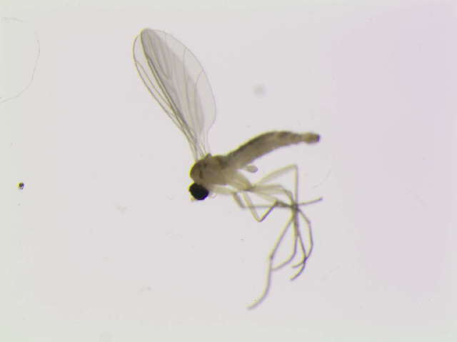 Image of Corynoptera furcifera Mohrig & Mamaev 1987