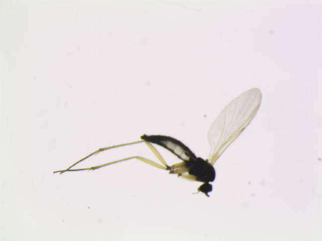 Image of Leptosciarella trochanterata (Zetterstedt 1851)