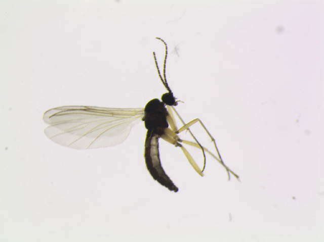 Image of Leptosciarella trochanterata (Zetterstedt 1851)