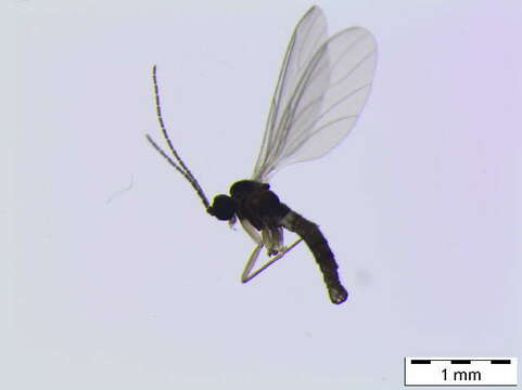Image of Corynoptera perornata