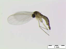 Image of Corynoptera furcifera Mohrig & Mamaev 1987
