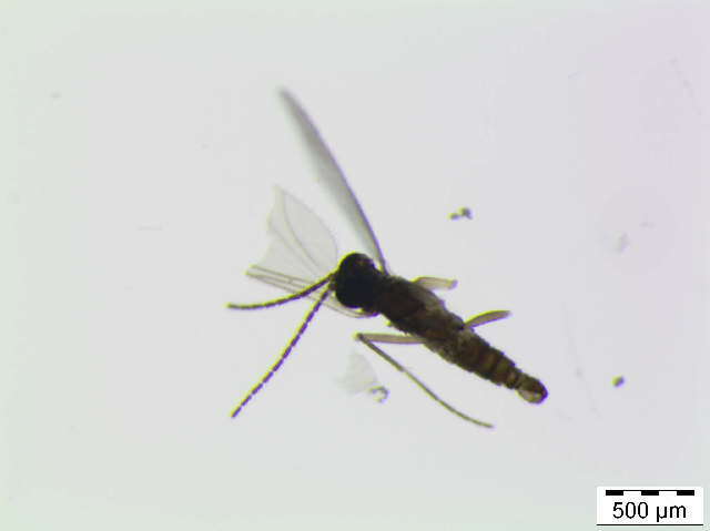 Image of Corynoptera sphenoptera Tuomikoski 1960