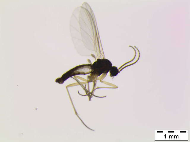 Image of Dichopygina nigrohalteralis (Frey 1948)