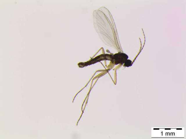 Image of Corynoptera breviformis Mohrig & Krivosheina 1983