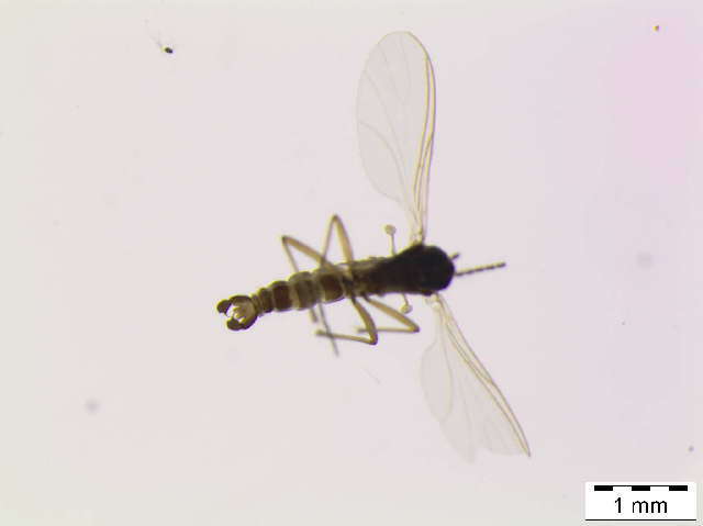 Plancia ëd Cratyna colei (Freeman 1990)