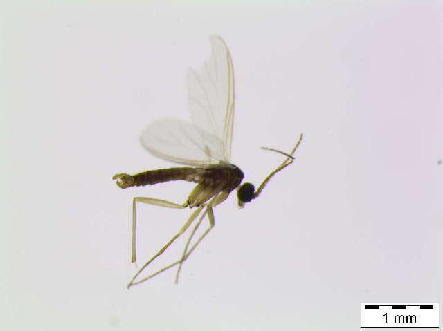 Image of Camptochaeta aequidens Hippa & Vilkamaa 1994