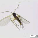 Image of Bradysia pectoralis (Staeger 1840)