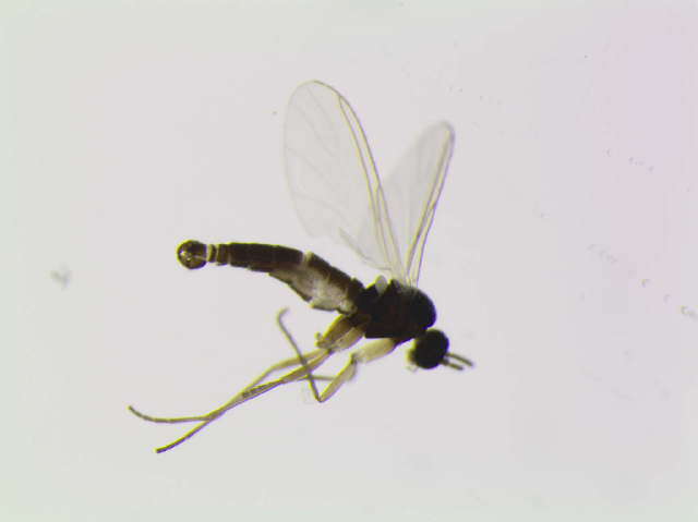 Image of Dichopygina ramosa Vilkamaa, Hippa & Komarova 2004