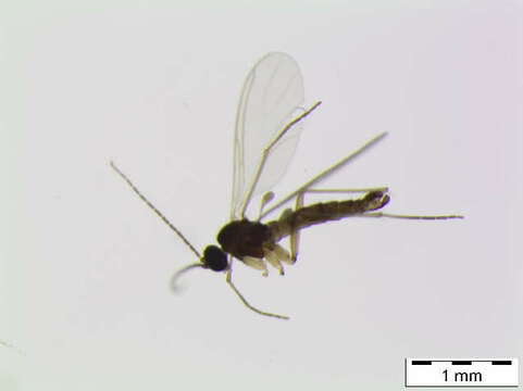 Image of Corynoptera breviformis Mohrig & Krivosheina 1983