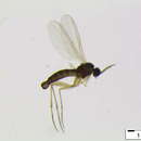 Image of Corynoptera postglobiformis Mohrig 1993