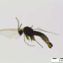 Image of <i>Cratyna falcata</i>