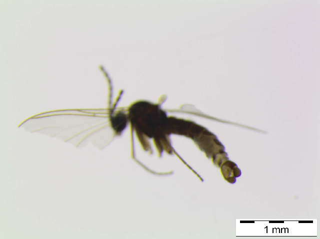 Image of <i>Cratyna falcata</i>