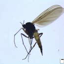 Image of Bradysia bicolor (Meigen 1818)