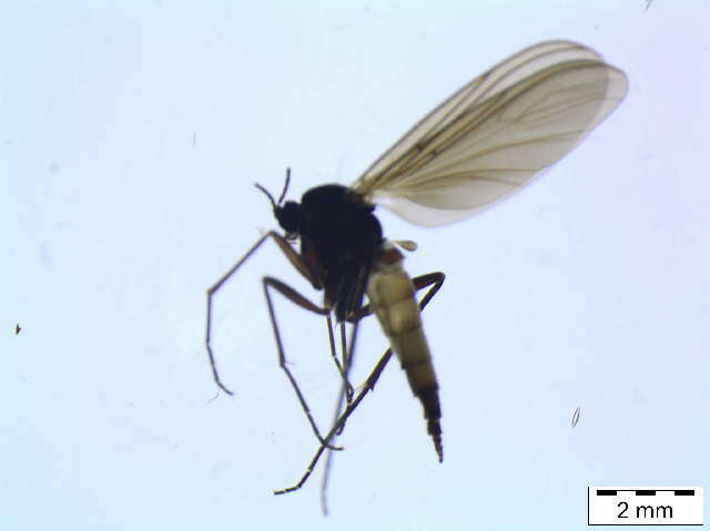 Image of Bradysia bicolor (Meigen 1818)