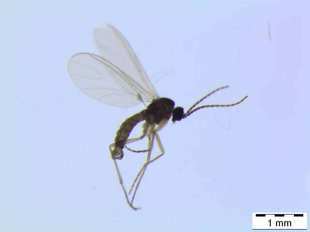 Image of Cratyna uliginosa (Lengersdorf 1929)