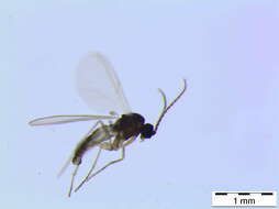 Image of Scatopsciara neglecta Menzel & Mohrig 1998