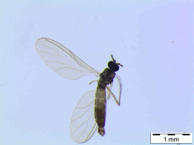 Image of Corynoptera blanda (Winnertz 1867)