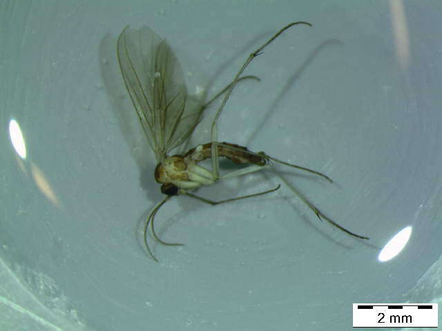Image of Diadocidia trispinosa Polevoi 1996
