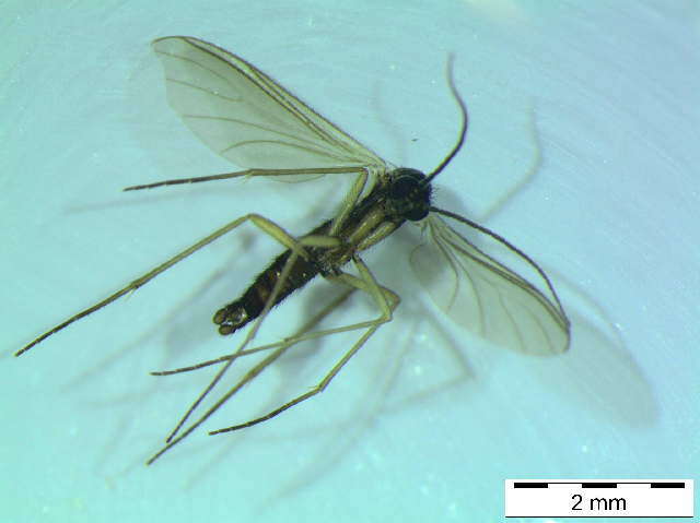 Image of Empidoidea