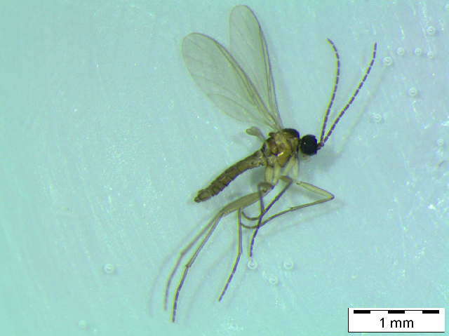 Image of Corynoptera sphenoptera Tuomikoski 1960