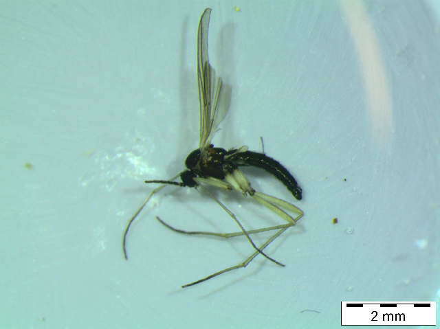 Image of Trichosia lengersdorfi