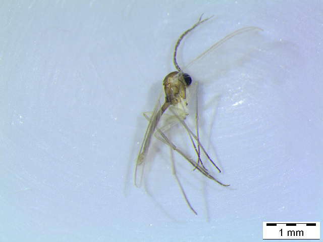 Image of Camptochaeta sicilicula Hippa & Vilkamaa 1994