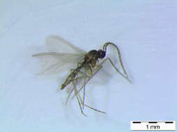 Image of Corynoptera ninae Hippa, Vilkamaa & Heller 2010