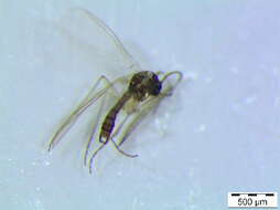 Image of Corynoptera ninae Hippa, Vilkamaa & Heller 2010