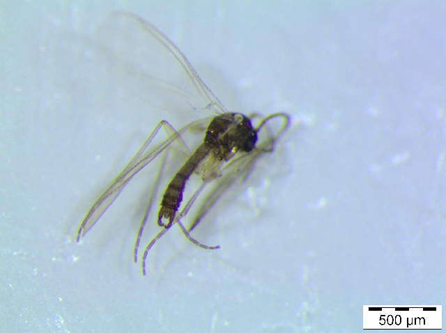 Image of Corynoptera ninae Hippa, Vilkamaa & Heller 2010