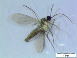 Image of <i>Corynoptera tetrachaeta</i>