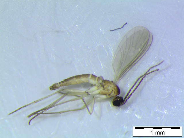 Image of Corynoptera membranigera (Kieffer 1903)