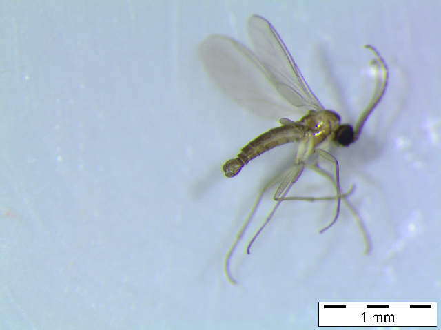 Image of <i>Corynoptera furcata</i>