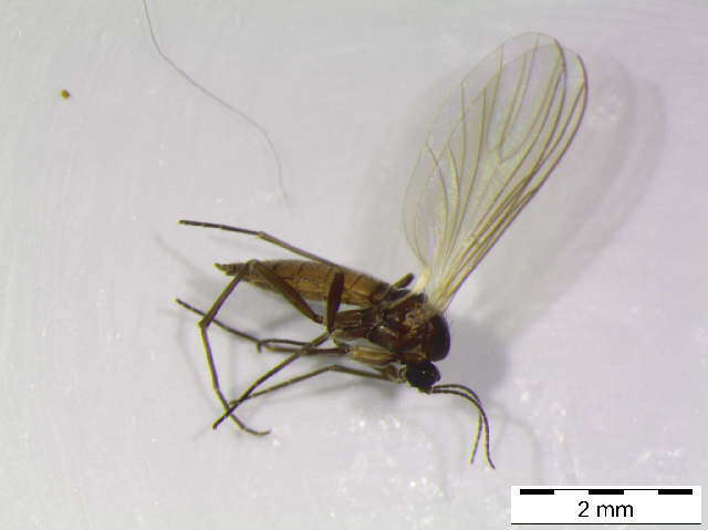 Image of Bradysia longicubitalis (Lengersdorf 1924)