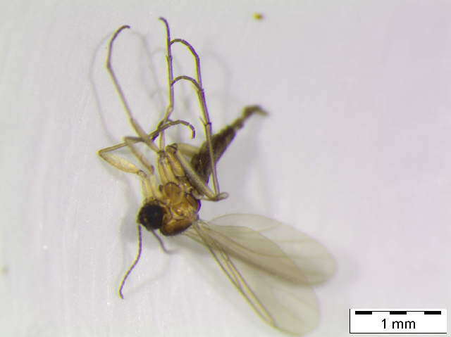 Image of Corynoptera montana (Winnertz 1869)