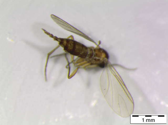 Image of Corynoptera montana (Winnertz 1869)