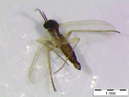 Image of Dichopygina ramosa Vilkamaa, Hippa & Komarova 2004