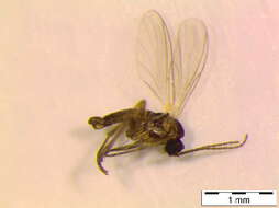 Image of Bradysia strenua (Winnertz 1867)