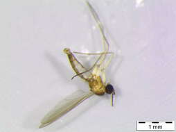 Image of Camptochaeta sicilicula Hippa & Vilkamaa 1994