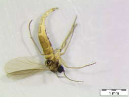 Image of <i>Corynoptera tetrachaeta</i>