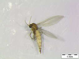 Image of Cratyna keilini (Edwards 1915)