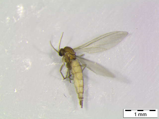 Image of Cratyna keilini (Edwards 1915)