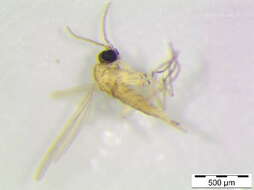 Image of <i>Corynoptera furcata</i>