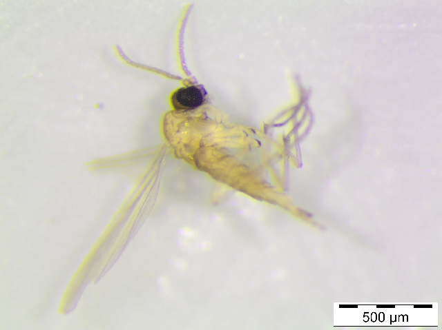 Image of <i>Corynoptera furcata</i>