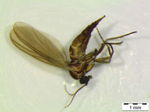 Image of Bradysia albanensis (Lengersdorf 1926)