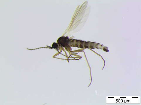 Image of <i>Scatopsciara obliqua</i> Vilkamaa et al. 2013