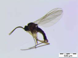 Image of Dark-winged fungus gnat