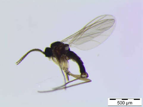 Image of Dark-winged fungus gnat